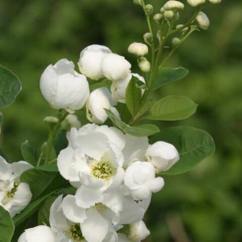 Exochorda "Snow Day Blizzard" [Vaso 18cm]