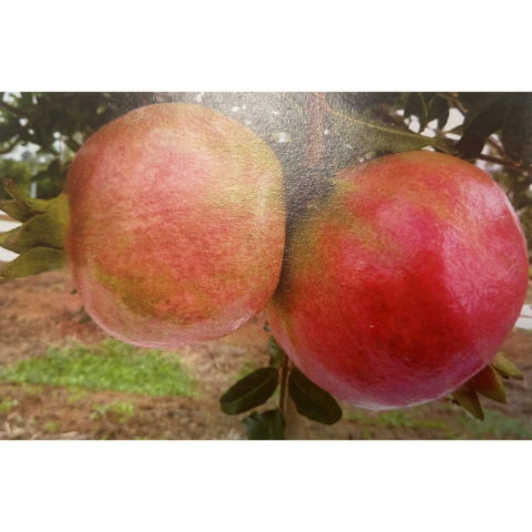 Punica granatum "Valenciana" (Melograno) [Vaso 20cm]
