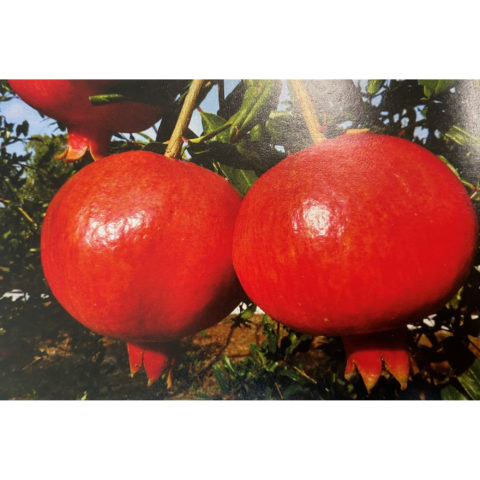Punica granatum "116/17" (Melograno) [Vaso 20cm]