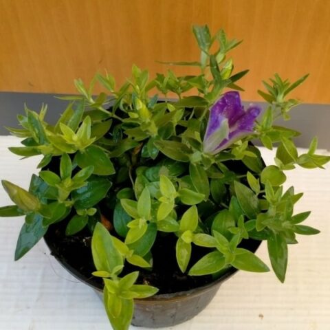 Gentiana hybrida "Luis Easy Blue" (Genziana) [Vaso 10cm]