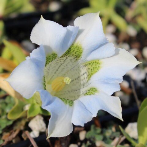Gentiana hybrida "Luis Easy White" (Genziana) [Vaso 10cm]