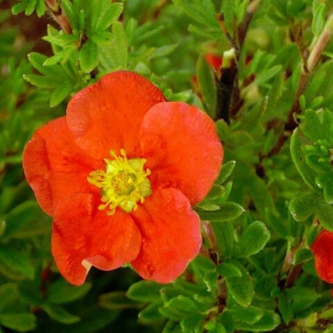 Potentilla fruticosa "Red Joker" [Vaso 18cm]