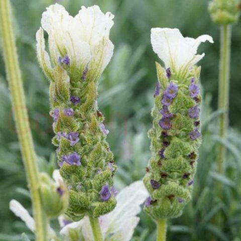 Lavandula stoechas "Javelin White" (Lavanda) [Vaso 17cm]