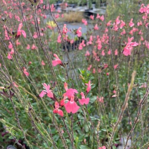 Salvia microphylla "Pluenn" [Vaso 18cm]