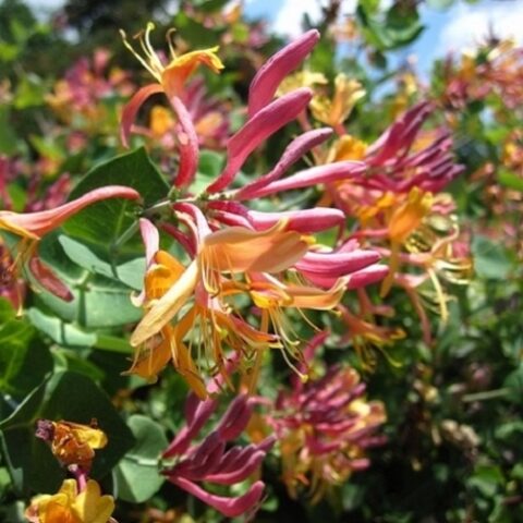 Lonicera x heckrottii "American Beauty" [Vaso 15cm]