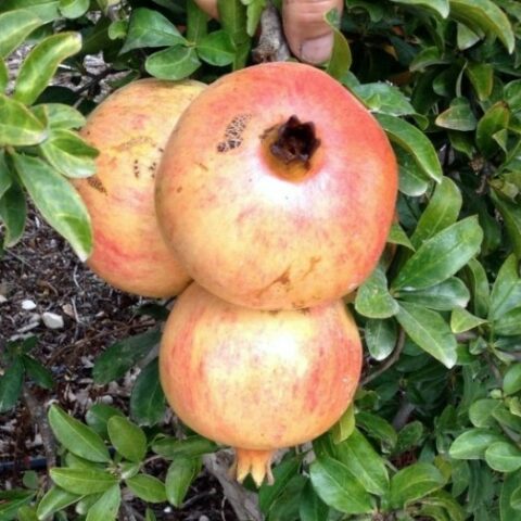 Punica granatum "Mollar De Elche" (Melograno) [Vaso 20cm]