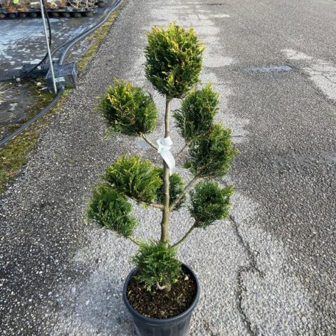 Cupressocyparis leylandii - POM PONS (Cupressus leylandii, Cipresso) [Vaso 26cm]