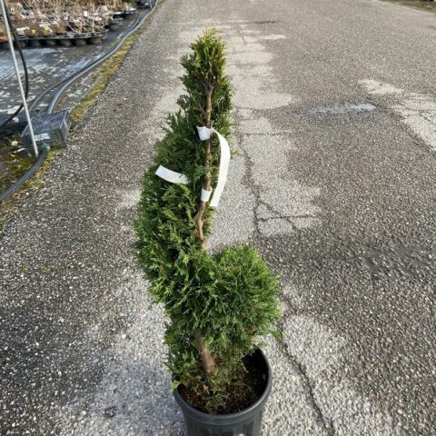 Cupressocyparis leylandii - SPIRALE (Cupressus leylandii, Cipresso) [Vaso 26cm]
