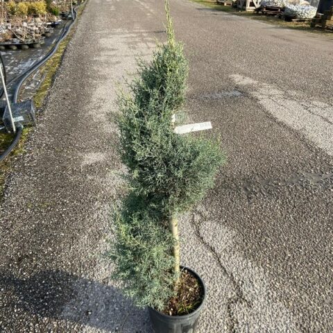 Cupressus arizonica "Fastigiata" - SPIRALE (Cipresso) [Vaso 26cm]