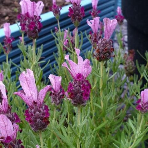 Lavandula stoechas "Javelin Forte Rose" (Lavanda) [Vaso 17cm]