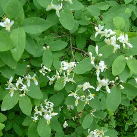 Lonicera xylosteum [Vaso 15cm]