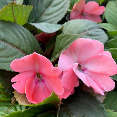 Sunpatiens "Rose Delight" [Vaso 14cm]