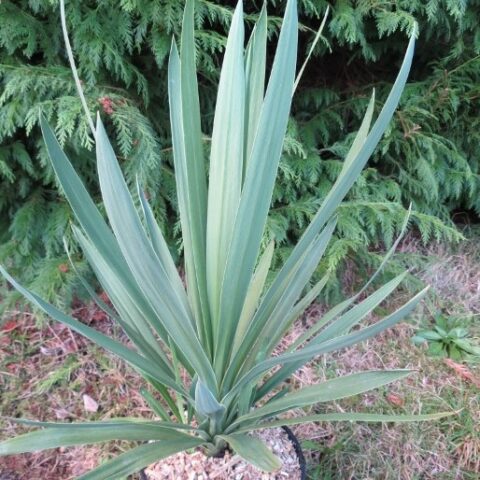 Cordyline australis "Green Star" (da esterno) [Vaso 26cm]
