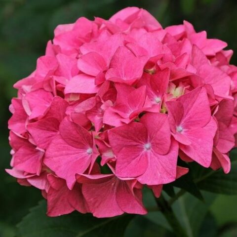 Hydrangea macrophylla (Ortensia) [Vaso 14cm]