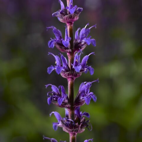 Salvia x superba "Bordeau Deep Blue" [Vaso 14cm]