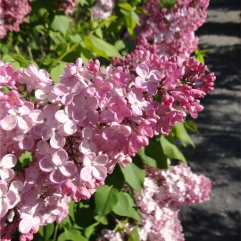 Syringa x hyacinthiflora "Maidens Blush" (Lill) [Vaso 23cm]