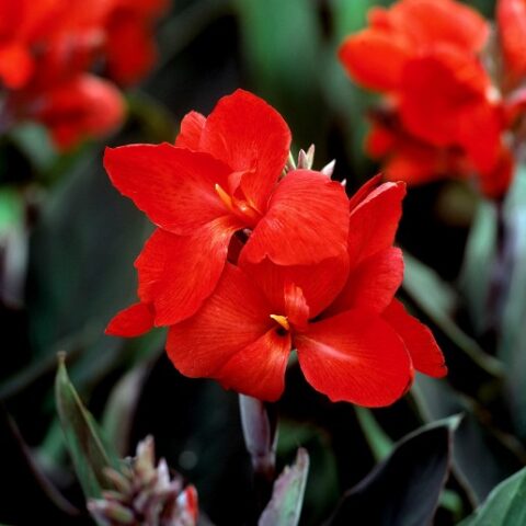 Canna indica "Cannova Bronze Scarlet" [Vaso 14cm]