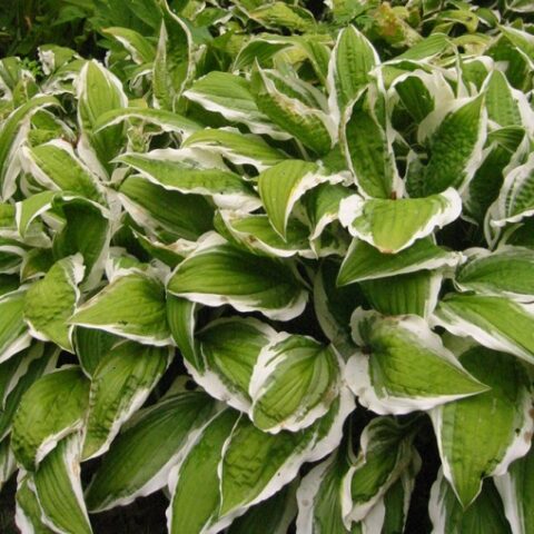 Hosta "Francee" [Vaso 17cm]