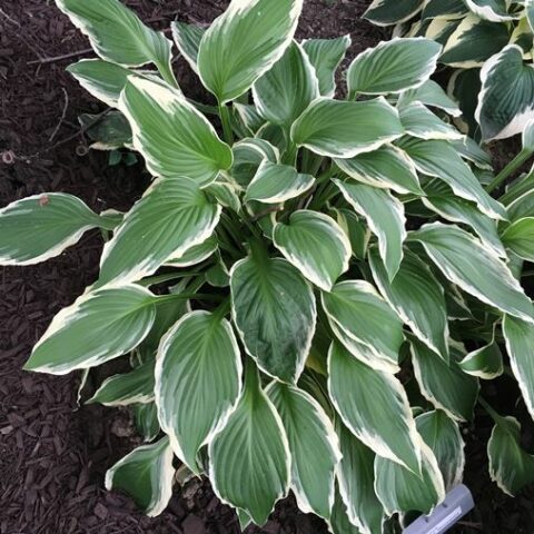 Hosta fortunei "Albomarginata" [Vaso 17cm]