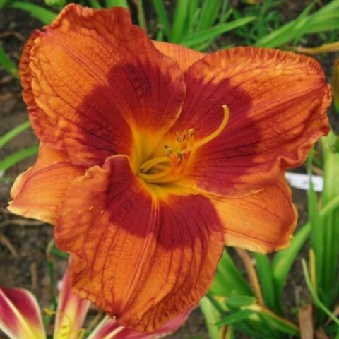 Hemerocallis "Duke of Durham" [Vaso 18cm]