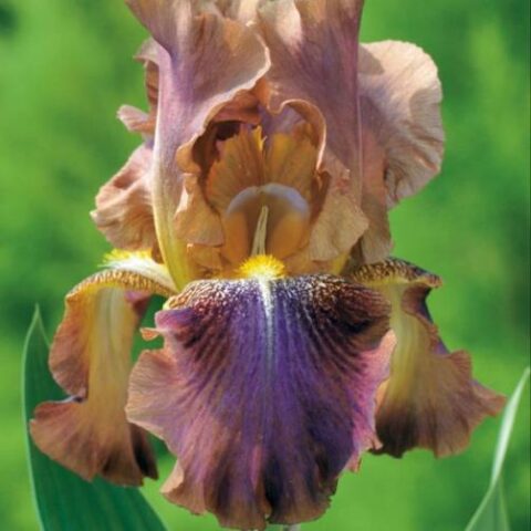 Iris barbata "Autumn Leaves" (Giaggiolo) [Vaso 18cm]