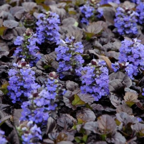 Ajuga reptans "Black Scallop" [Vaso 14cm]