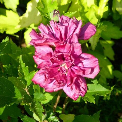 Hibiscus syriacus "French Cabaret Red" (Ibisco) [Vaso 18cm]