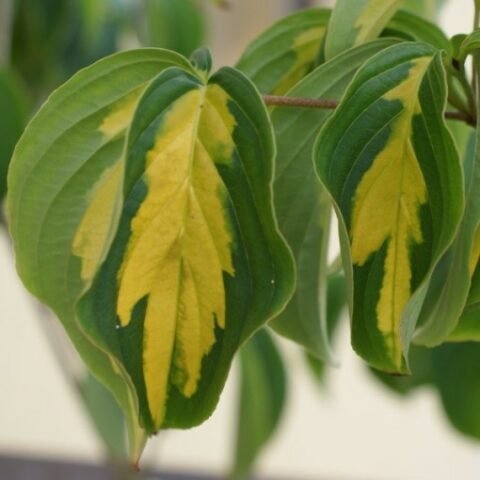 Cornus controversa "Gold Star" (Corniolo) [Vaso 24cm]