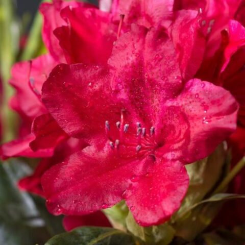 Rhododendron "Dr H.C. Dresselhuys" (Rododendro) [Vaso 23cm]