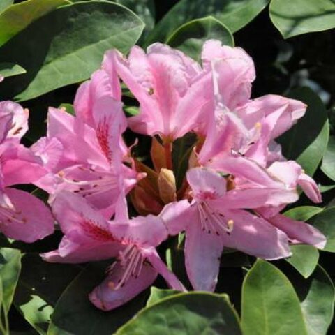 Rhododendron "Garibaldi" (Rododendro) [Vaso 23cm]