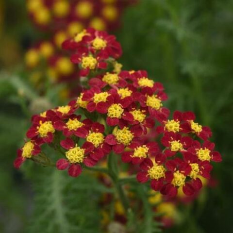 Achillea "Milly Rock Red" [Vaso 18cm]