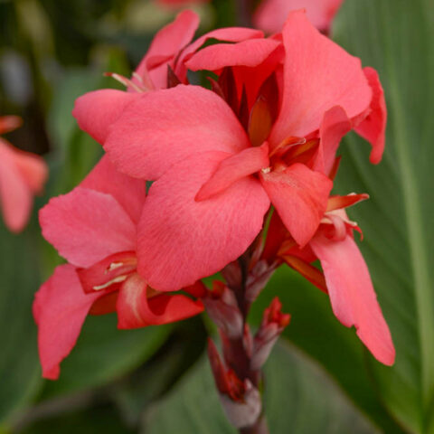 Canna indica "Cannova Roses" [Vaso 14cm]