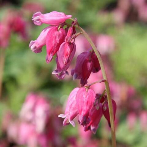 Dicentra "Amore Rose" [Vaso 14cm]