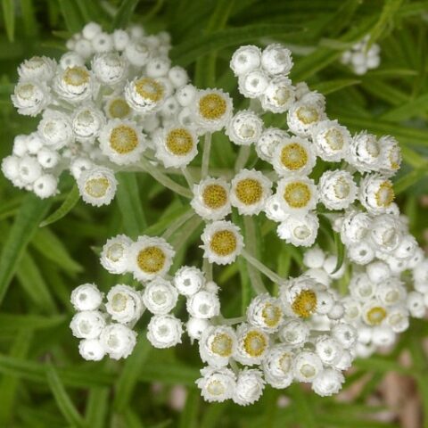 Anaphalis triplinervis "Sommerschnee" [Vaso 18cm]
