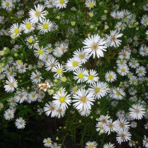Aster pringlei "Monte Cassino" [Vaso 18cm]