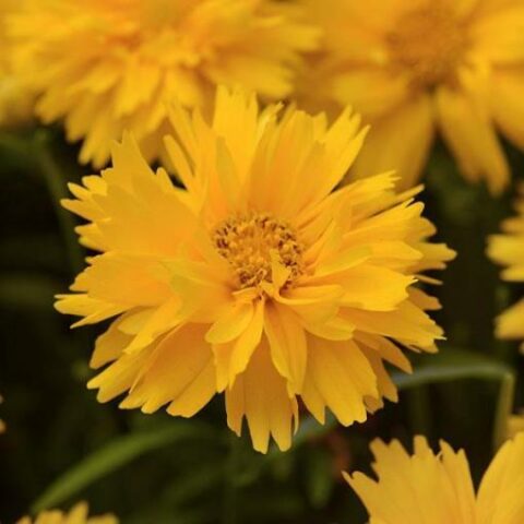 Coreopsis grandiflora "Double the Sun" [Vaso 18cm]