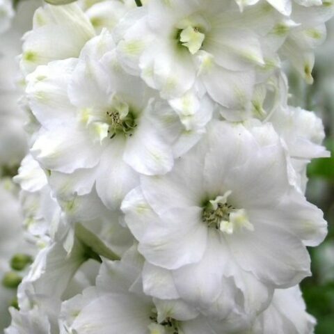 Delphinium "White" (Delfinio) [Vaso 18cm]