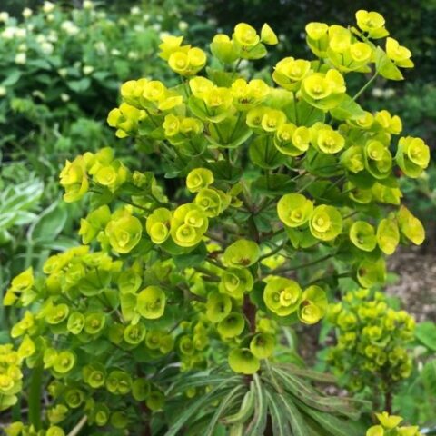 Euphorbia "Redwing Charam" [Vaso 18cm]