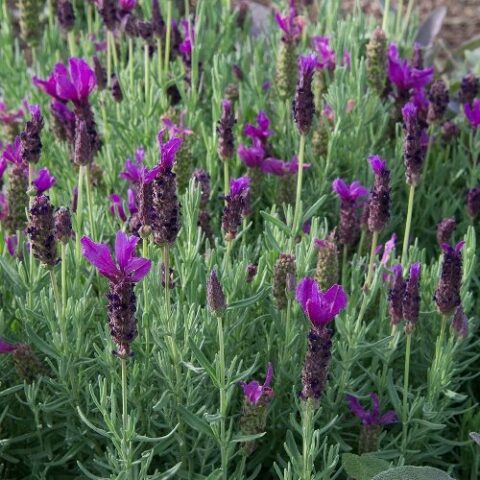 Lavandula stoechas "Javelin Forte Deep Purple" (Lavanda) [Vaso 17cm]