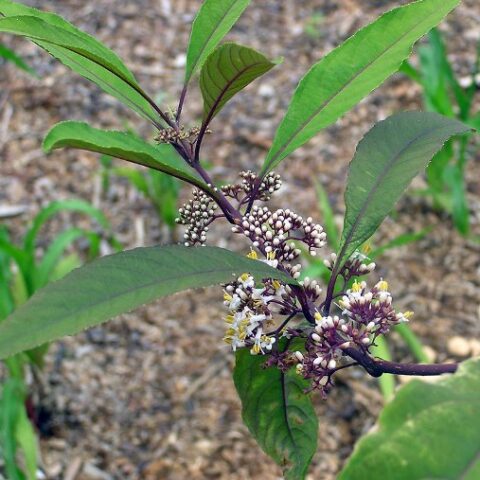 Callicarpa kwangtungensis [Vaso 18cm]