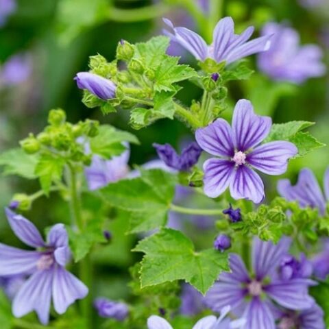 Malva sylvestris "Primley Blue" [Vaso 17cm]