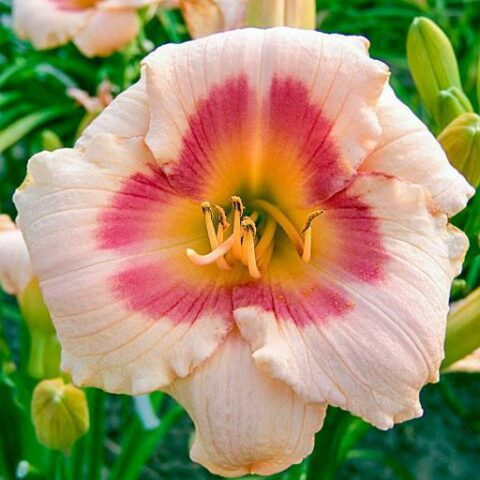 Hemerocallis "Blush'n Pink Eye" [Vaso 18cm]