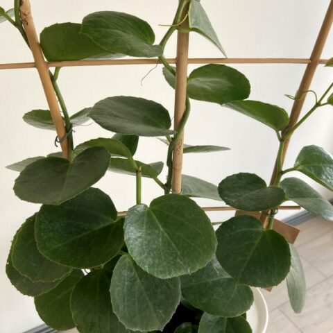 Parthenocissus rotundifolia (Ampelopsis, Vite Americana) [Vaso 15cm]
