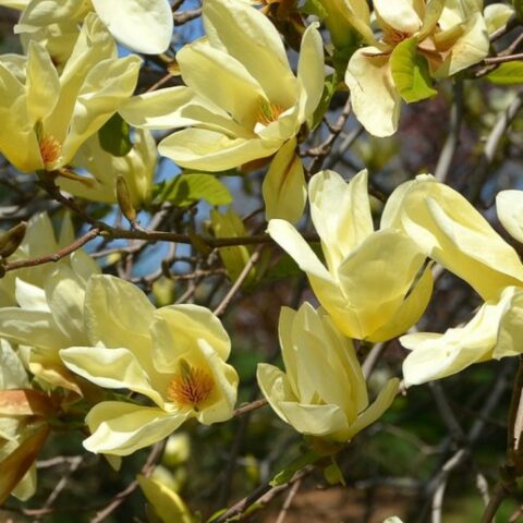 Magnolia x brooklynensis "Elizabeth" [Vaso 26cm]