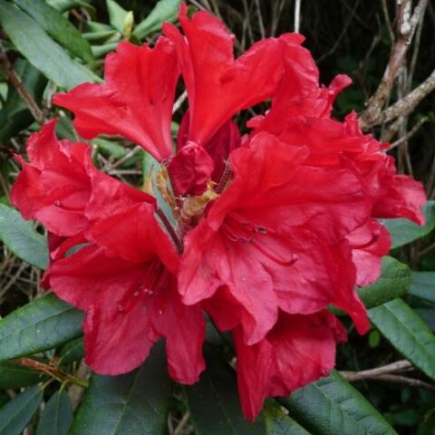 Rhododendron "Vulcan" (Rododendro) [Vaso 23cm]