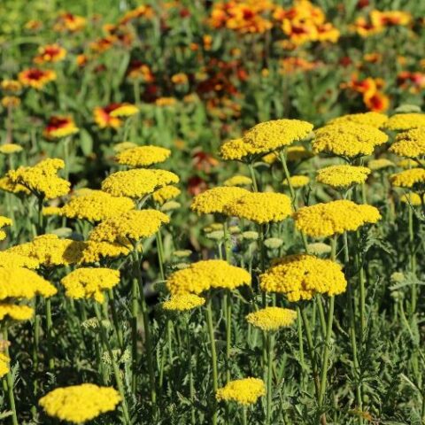 Achillea filipendulina "Summer Gold" [Vaso 14cm]