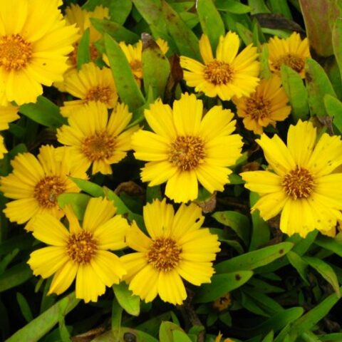 Coreopsis lanceolata "Goldtaler" [Vaso 18cm]