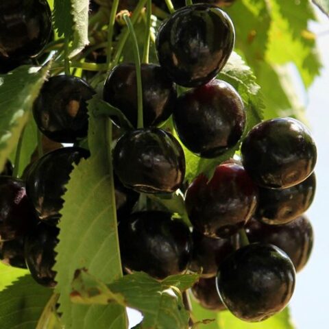 Ciliegio "Durone Nero" [Vaso 20cm]