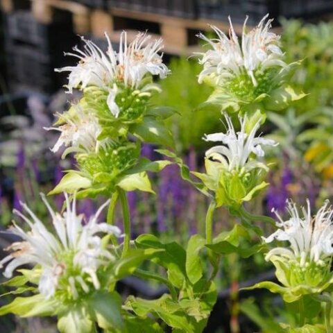 Monarda hybrida "Schneewolke" [Vaso 18cm]