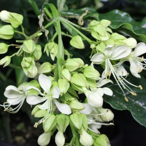 Clerodendrum wallichii "Prospero" (Clerodendro) [Vaso 17cm]